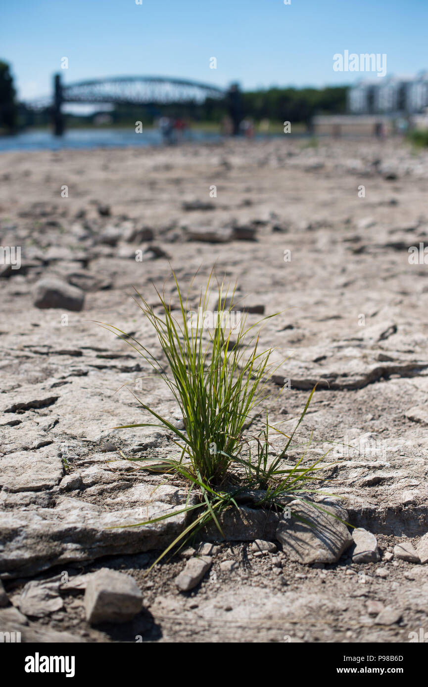 Magdeburg, Deutschland. Am 15. Juli 2018. Ein Büschel junge Gras wachsen auf der Dürre - Domfelsen beeinflussen. Aufgrund der lang anhaltenden Trockenheit, der Wasserstand der Elbe so weit gesunken ist, dass die domfelsen zugänglich bis nahezu an die Mitte des Stream ist. Es bleibt heiss und trocken im Sommer in Sachsen-Anhalt. Credit: Klaus-Dietmar Gabbert/dpa-Zentralbild/ZB/dpa/Alamy leben Nachrichten Stockfoto