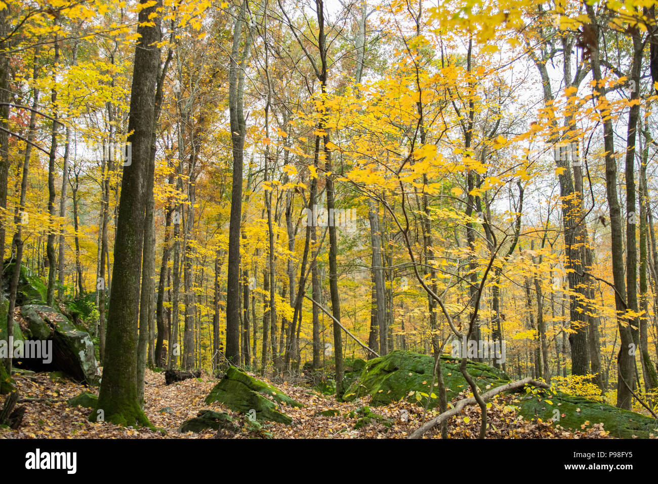 Blick auf den Wald Landschaft im Herbst im südlichen Illinois, USA. Stockfoto