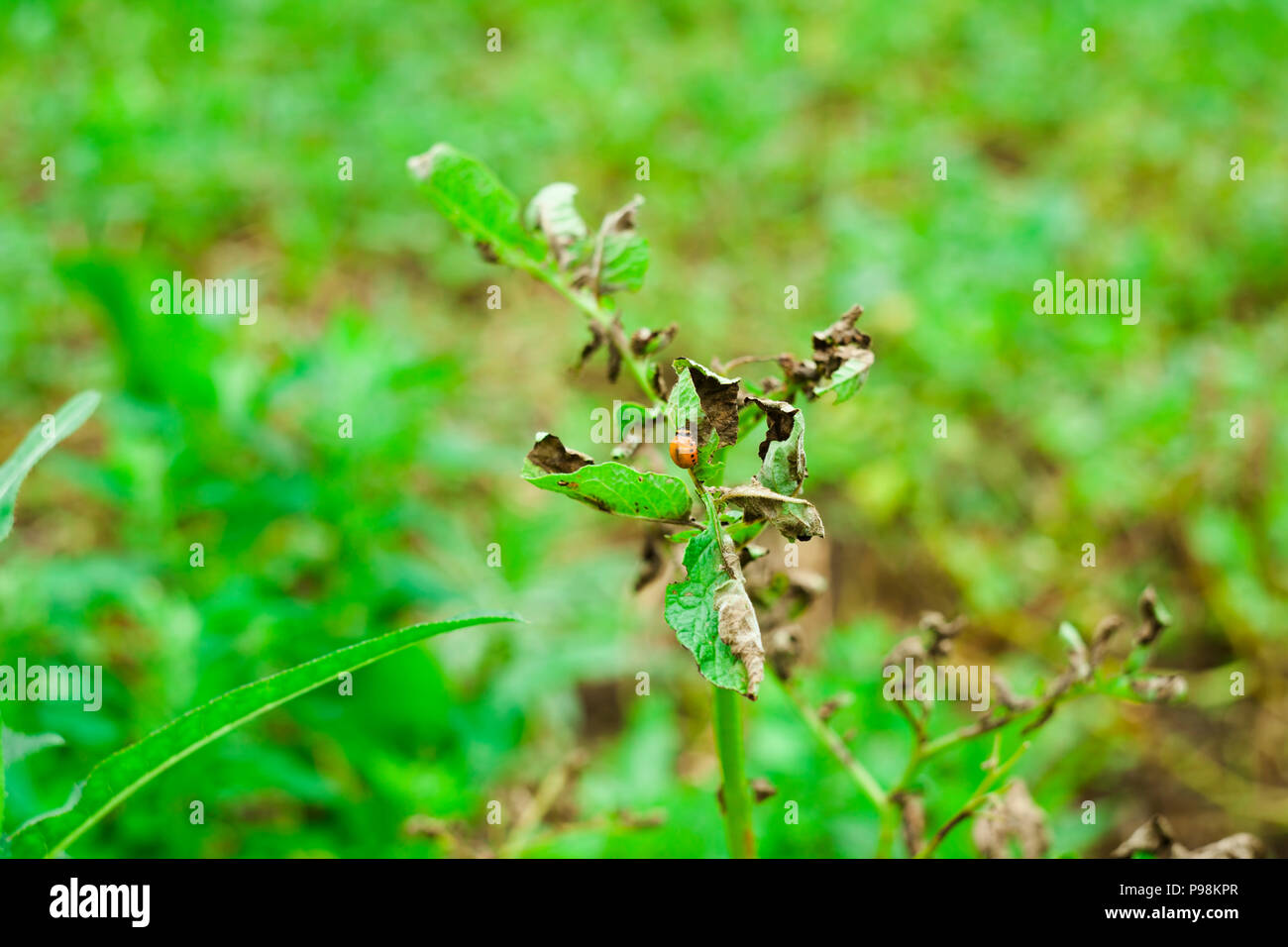 Kartoffel bug Essen der Pflanze Stockfoto