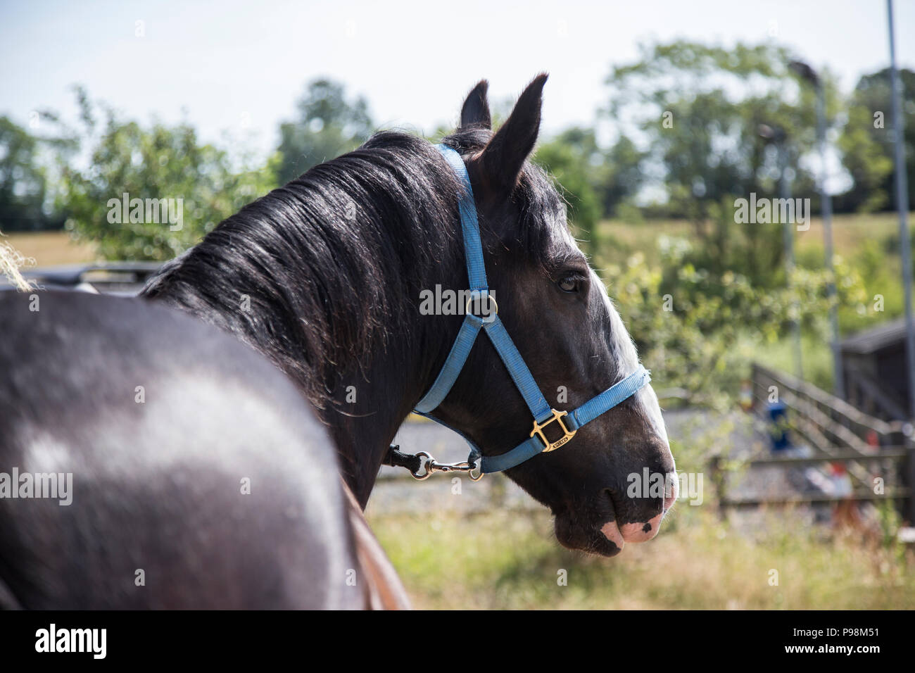 Dunkle braune Pferd trägt einen blauen Kopf Kragen auf der rechten Seite des Fotos, so dass Sie einen seitlichen Blick auf den Kopf haben Stockfoto