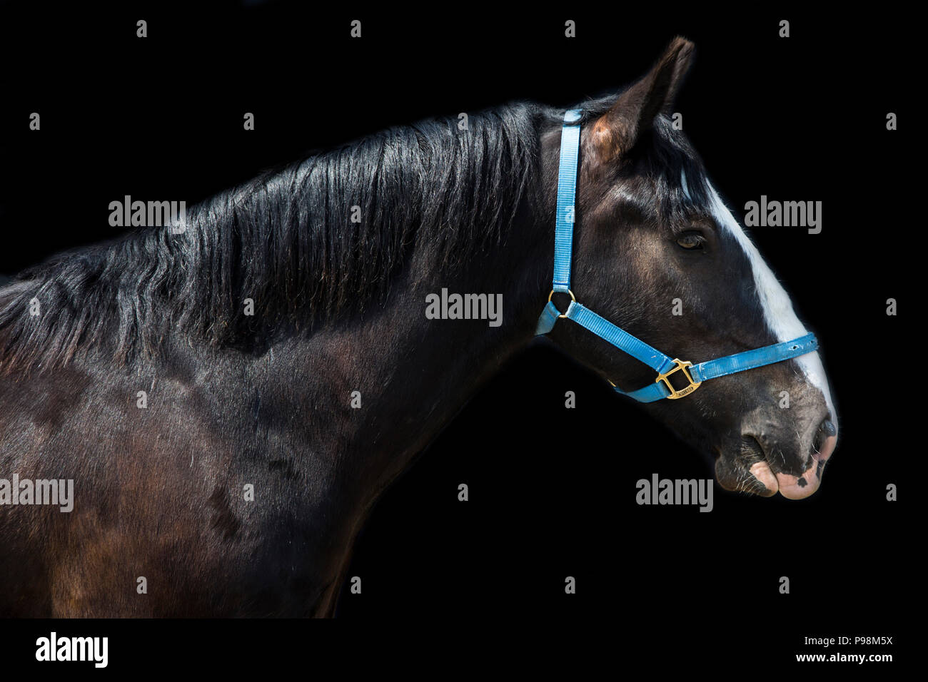 Dunkel braunes Pferd mit weißem Streifen mit der Vorderseite nach unten auf einem schwarzen Hintergrund, fine art Horse Portrait Stockfoto