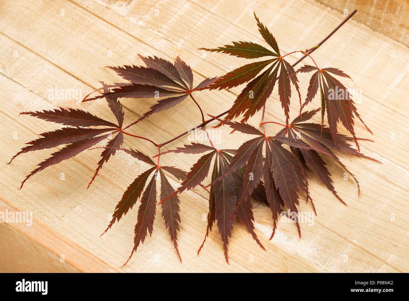 Einzelnen Zweig frischen braunen Japanische Ahornblätter auf einer hölzernen Hintergrund Stockfoto