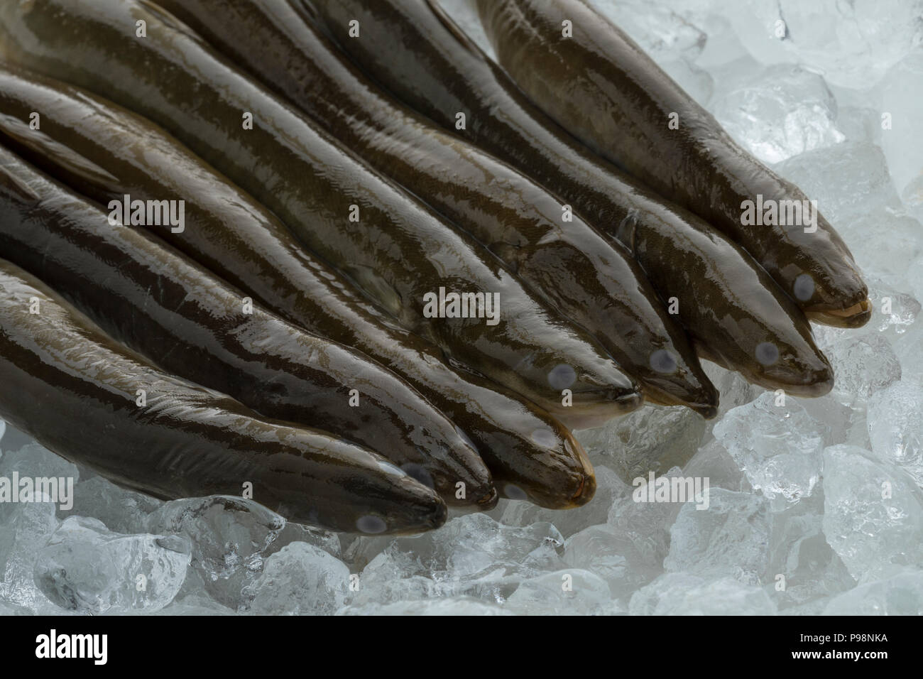Frische rohe reifen Europäischen Aale auf Eis Stockfoto