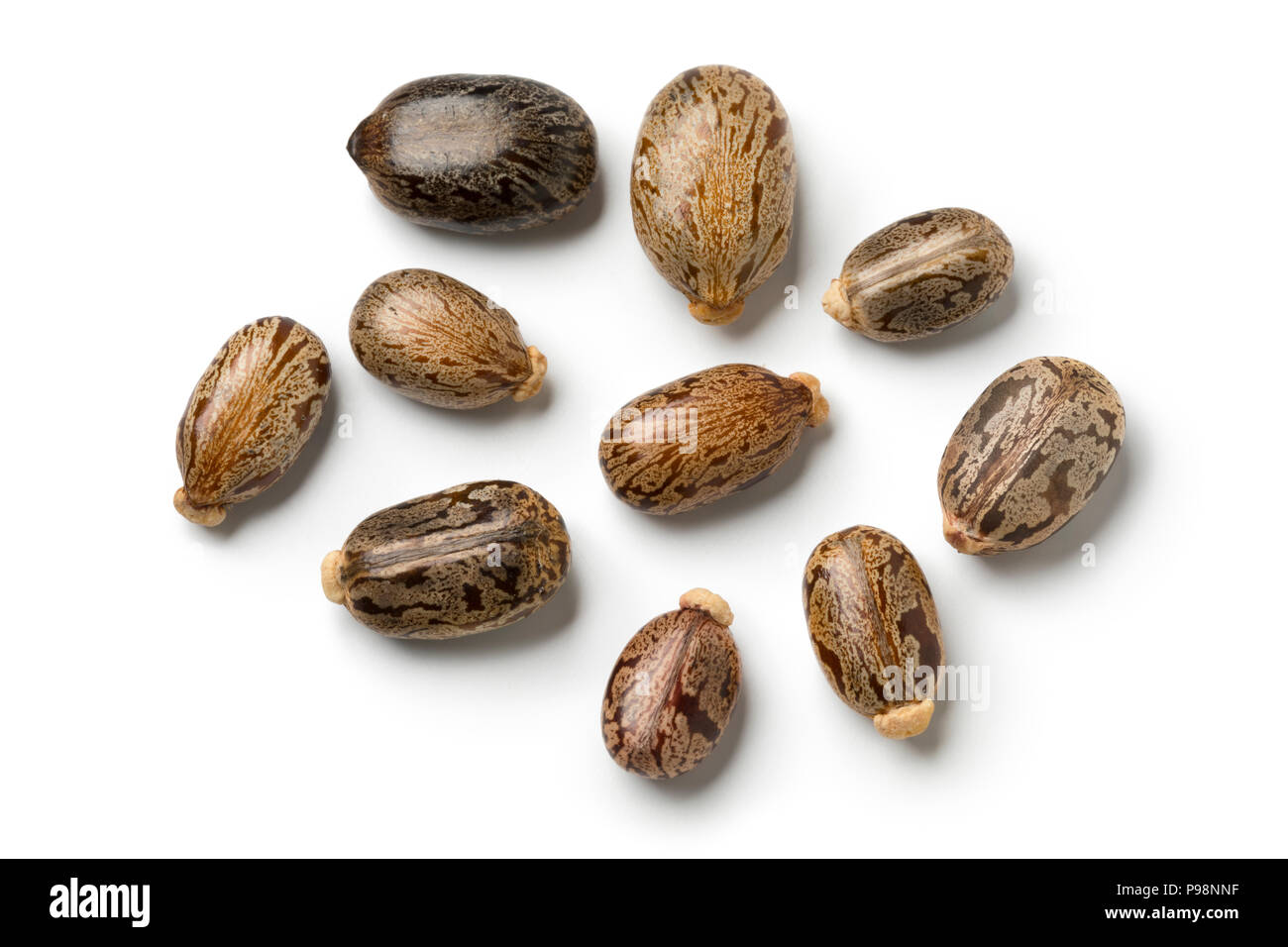Samen von einer Rizinus auf weißem Hintergrund Stockfoto