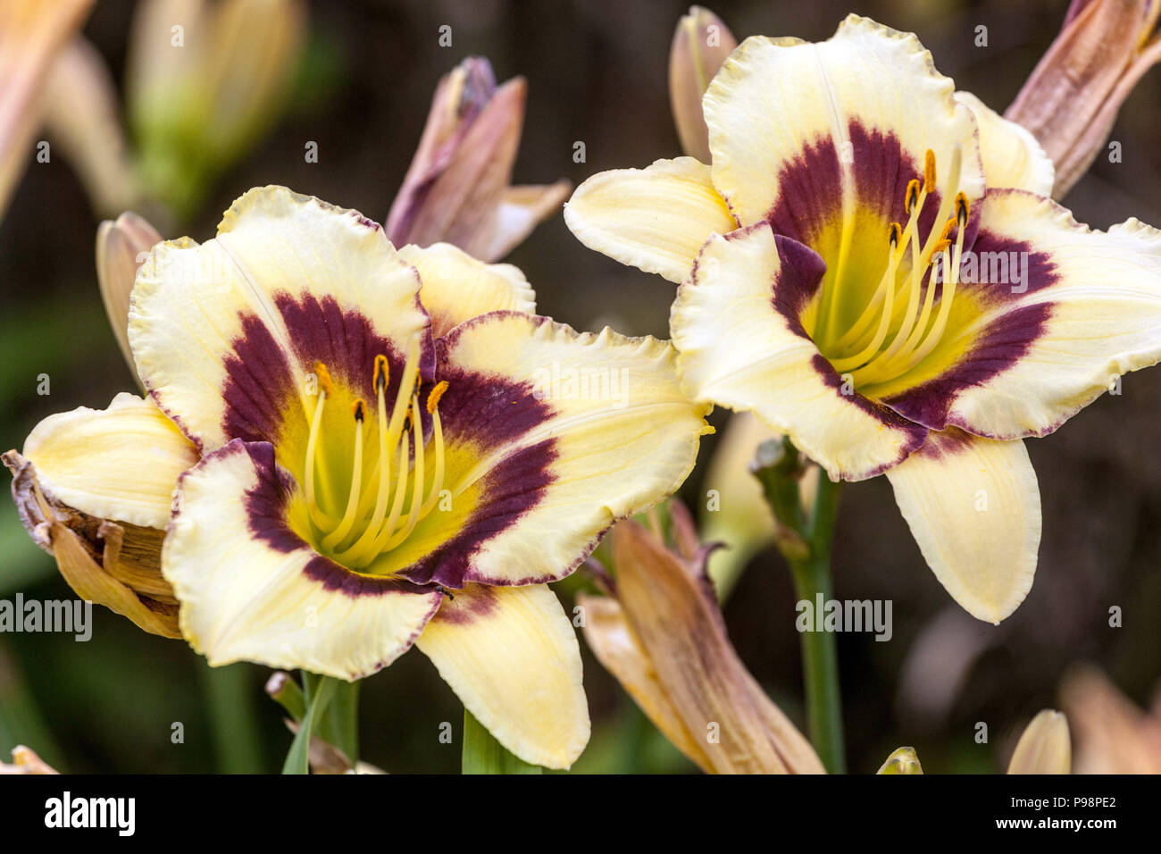 Weiße Daylilienblüten, weiß-dunkelviolette Hemerocallis 'El Desperado' cremige Charm-Mischfarben Stockfoto