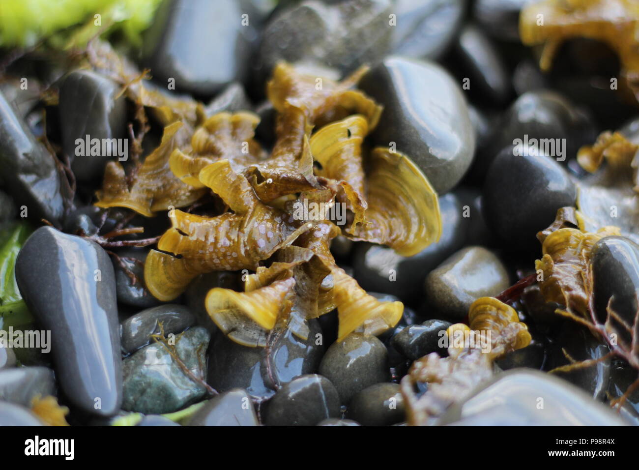 Kiesel Stockfoto