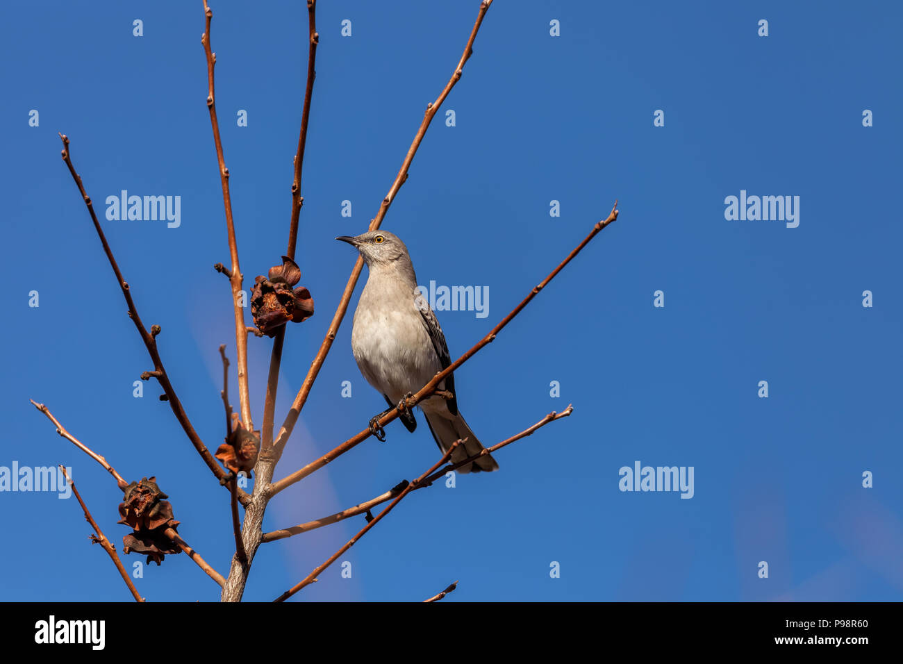 Northern mockingbird (Mimus polyglottos) auf einem Ast, San Jose, California, United States thront. Stockfoto