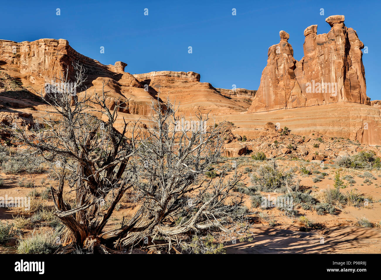 Baum und die drei Schwätzer, Arches-Nationalpark, Moab, Utah USA Stockfoto