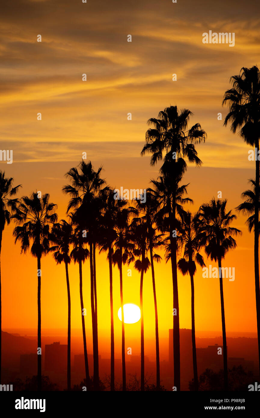 Sonnenuntergang Silhouette Palmen Los Angeles, CA Stockfoto