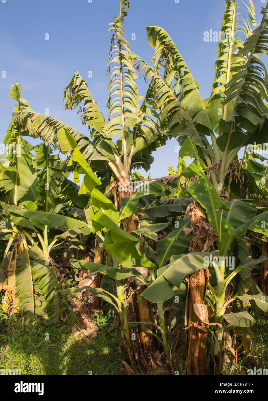 Dichte Vegetation von bananenpflanzen Musa acuminata in tropischen landwirtschaftlichen Plantage Stockfoto