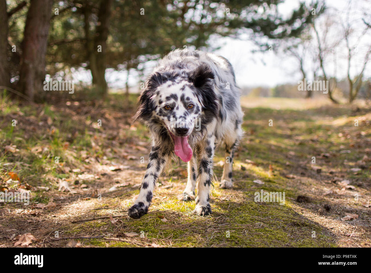 Hund Ausruhen nach Spielen auf der Wiese Stockfoto