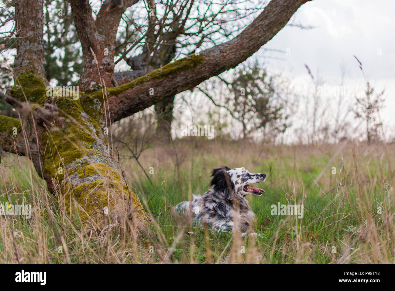 Hund Ausruhen nach Spielen auf der Wiese Stockfoto