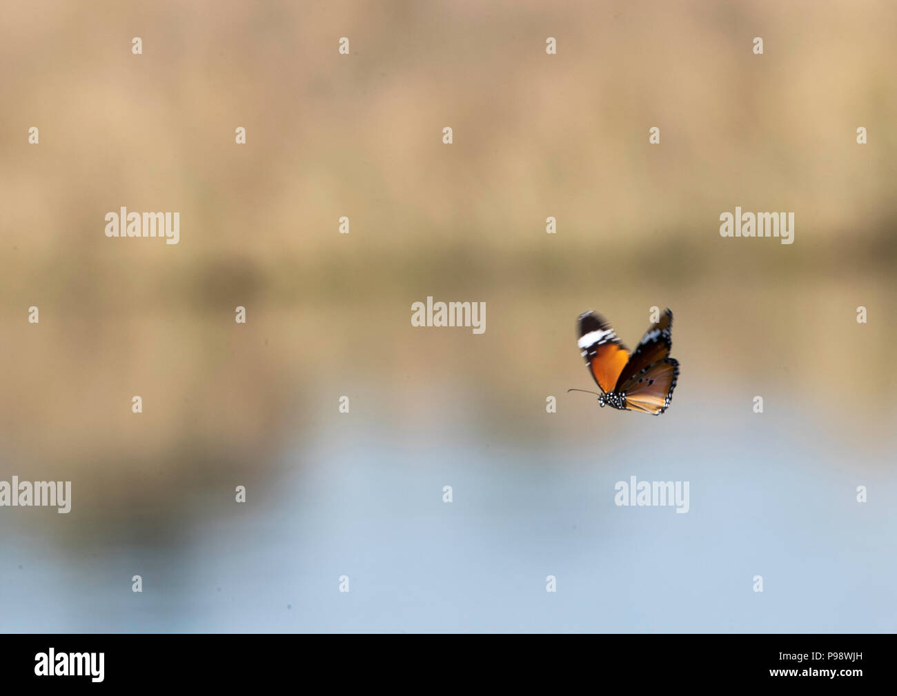 Schmetterling im Flug Stockfoto