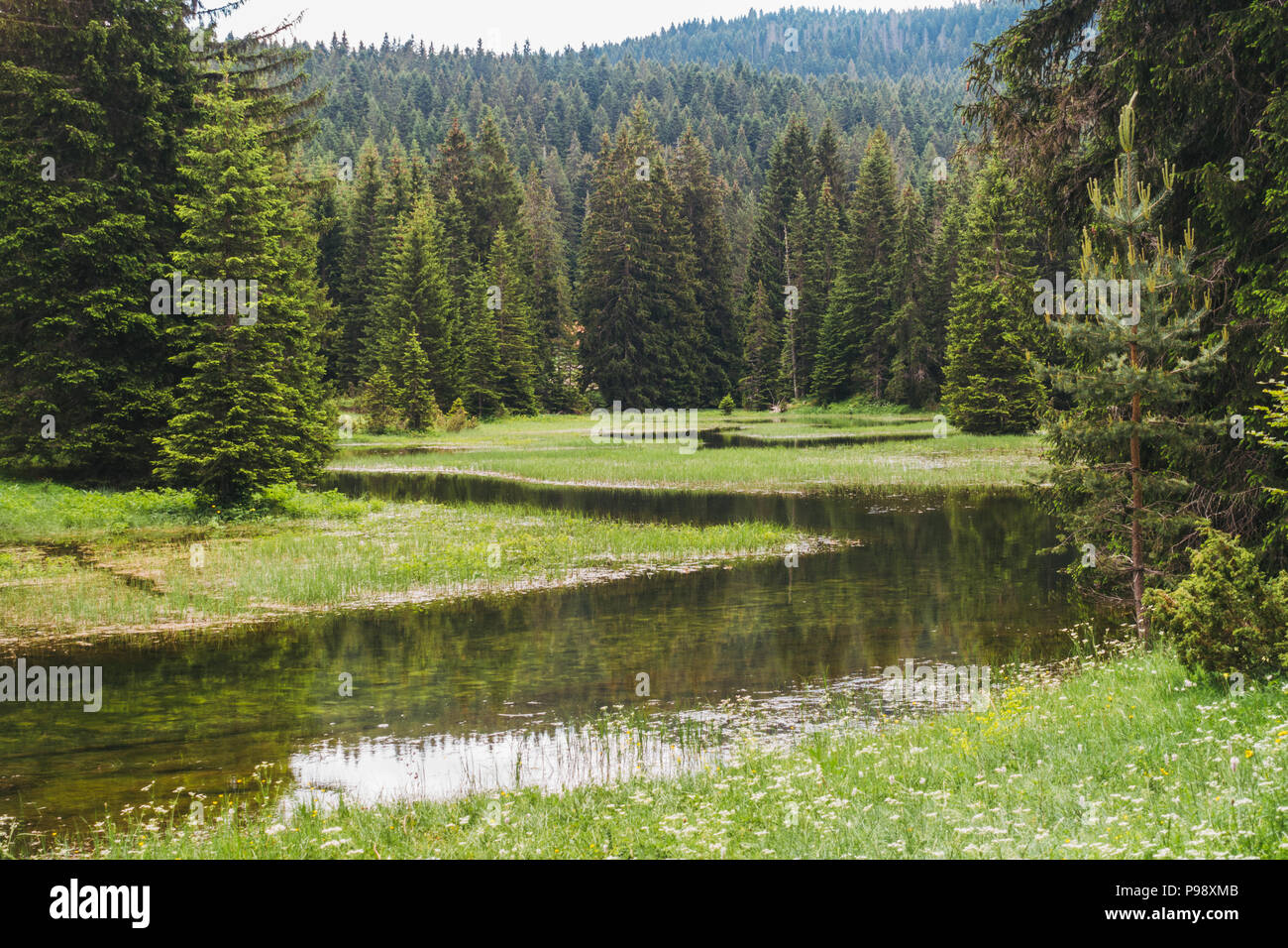 Den Wald und unberührte blaue Wasser des Crno jezero (Schwarzer See) auf einen ruhigen Sommer Tag im Nationalpark Durmitor, Montenegro Stockfoto