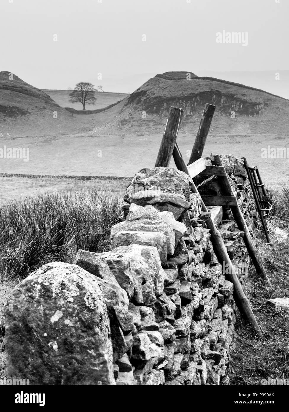 Sycamore's Gap Hadrian's Wall Stockfoto