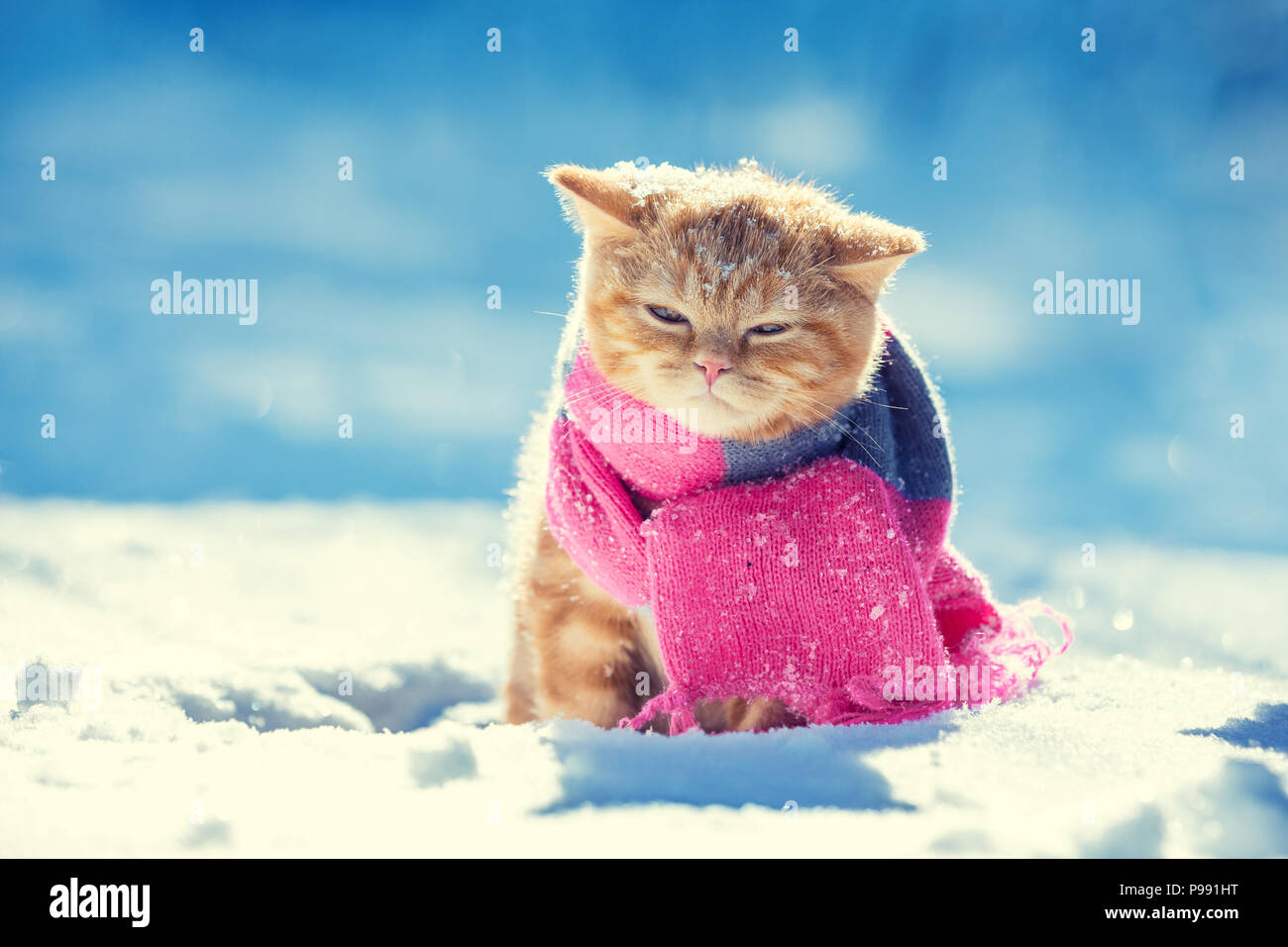 Porträt eines kleines Kätzchen tragen Strickschal im Winter Stockfoto