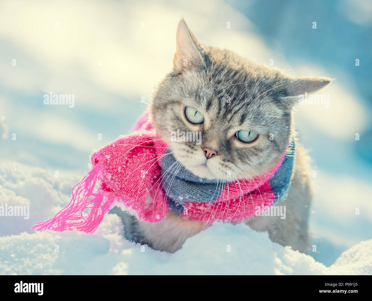 Porträt eines kleines Kätzchen tragen Strickschal im Winter Stockfoto