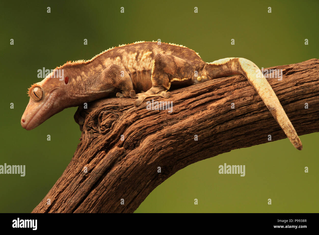 Gecko Eidechse Stockfoto