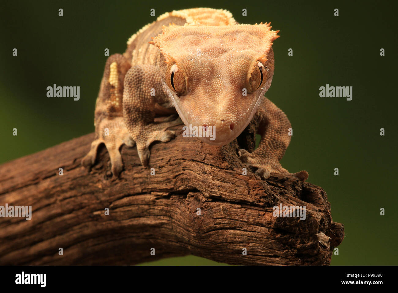 Gecko Eidechse Stockfoto