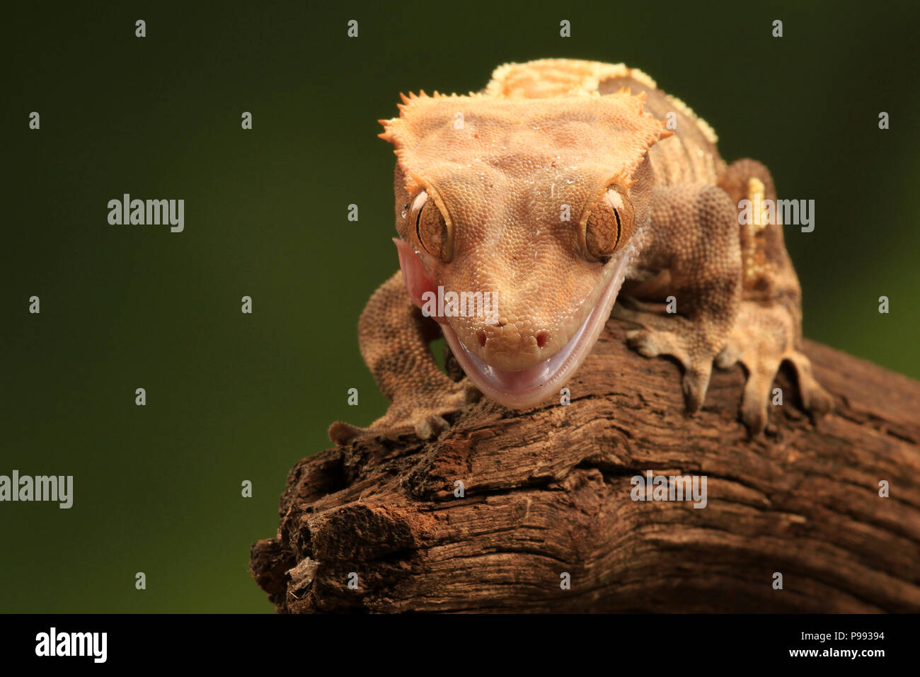 Gecko Eidechse Stockfoto