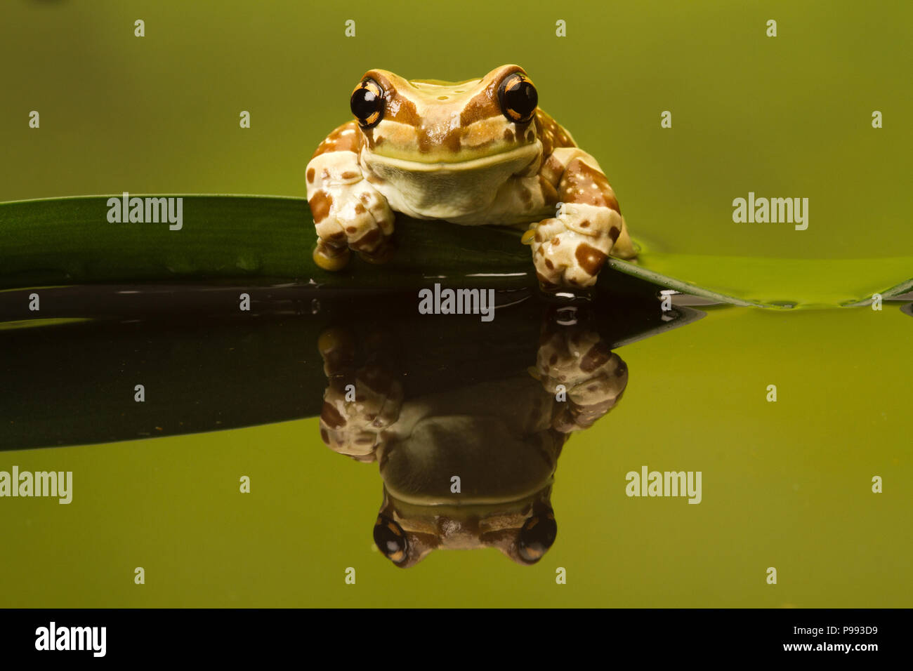 Milch Frosch Stockfoto