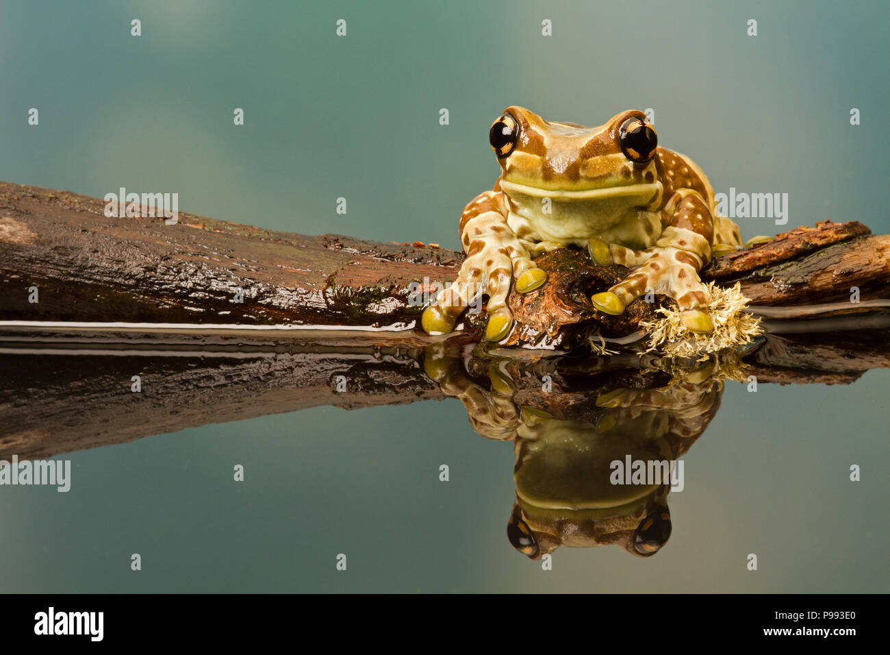 Milch Frosch Stockfoto