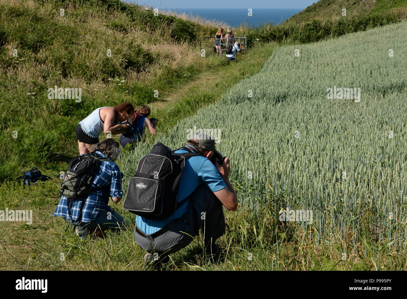 Naturfotografen werfen sie einen genaueren Blick auf ein Feld von Weizen auf einer Fotografie - Workshop Stockfoto