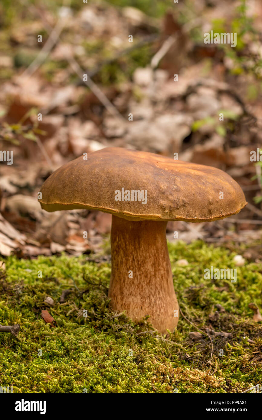 Schön penny bun Pilz auf den Wald Stockfoto