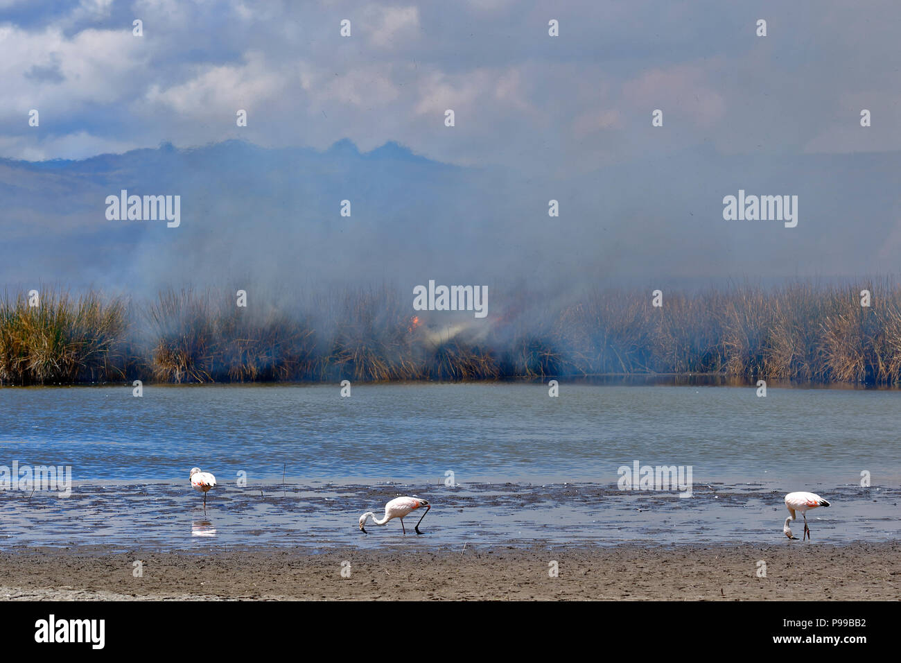 Gewohnheit der Flamingos (Phoenicopterus sp.) brennen am Ufer des Lake Junín Stockfoto