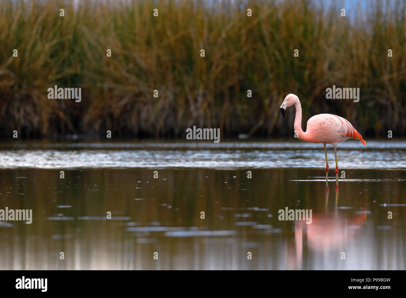 Chilenischer Flamingo (Phoenicopterus sp.) auf stillen See gehockt Stockfoto