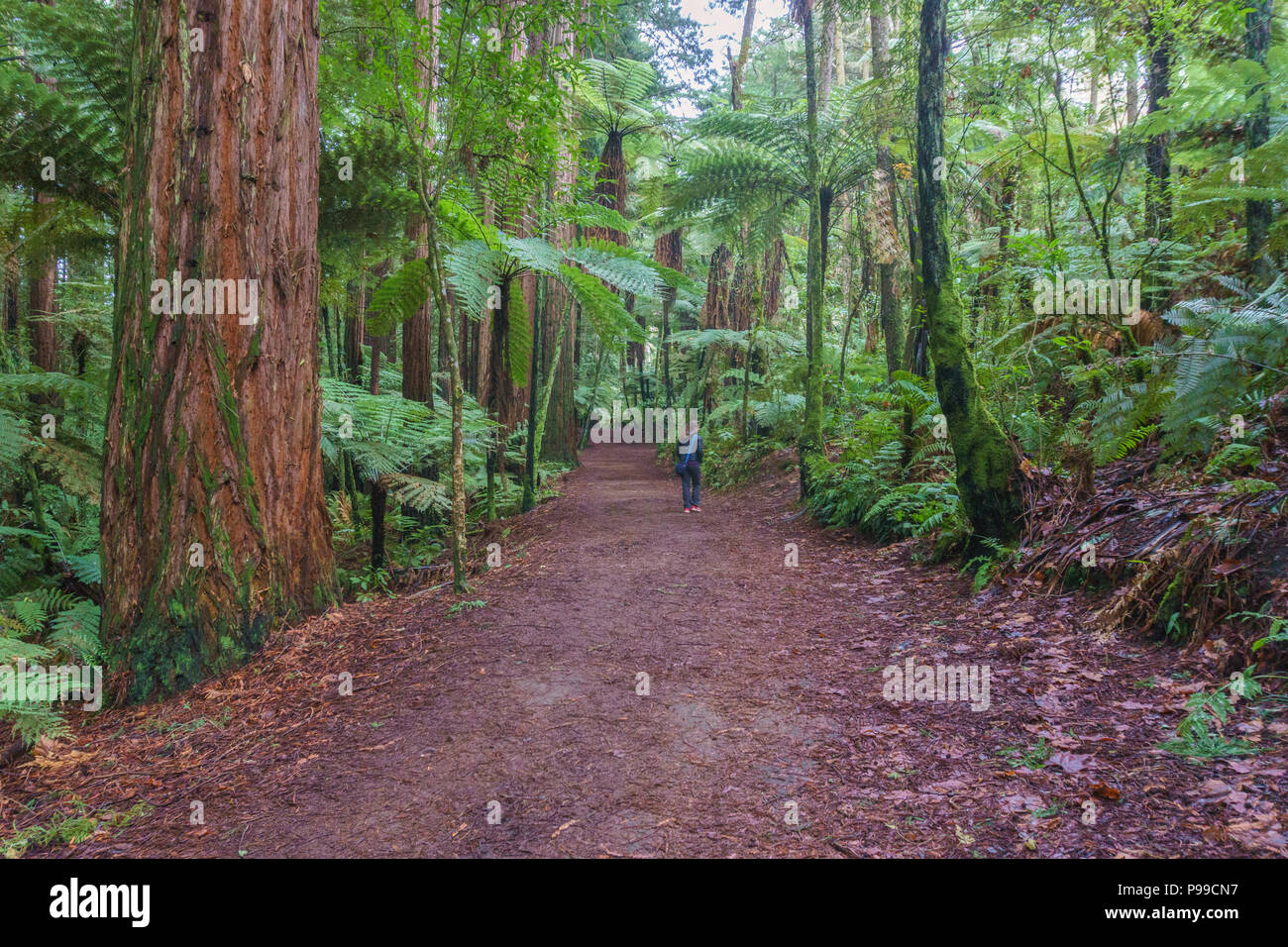 Redwoods - Whakarewarewa Forest, in der Nähe von Rotorua, North Island, Neuseeland. Der Wald ist berühmt für die herrlichen Standplatz der kalifornischen Küste Mammutbäume. Stockfoto
