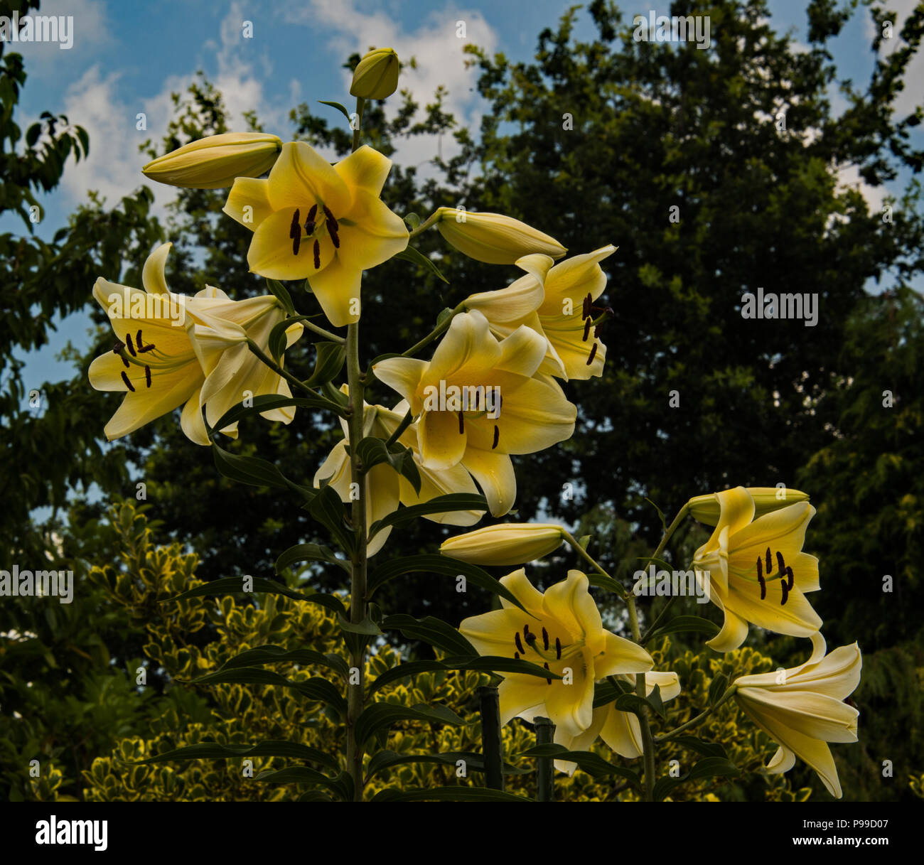 Baum Lilie 'yellow Rocket' in Blume Stockfoto