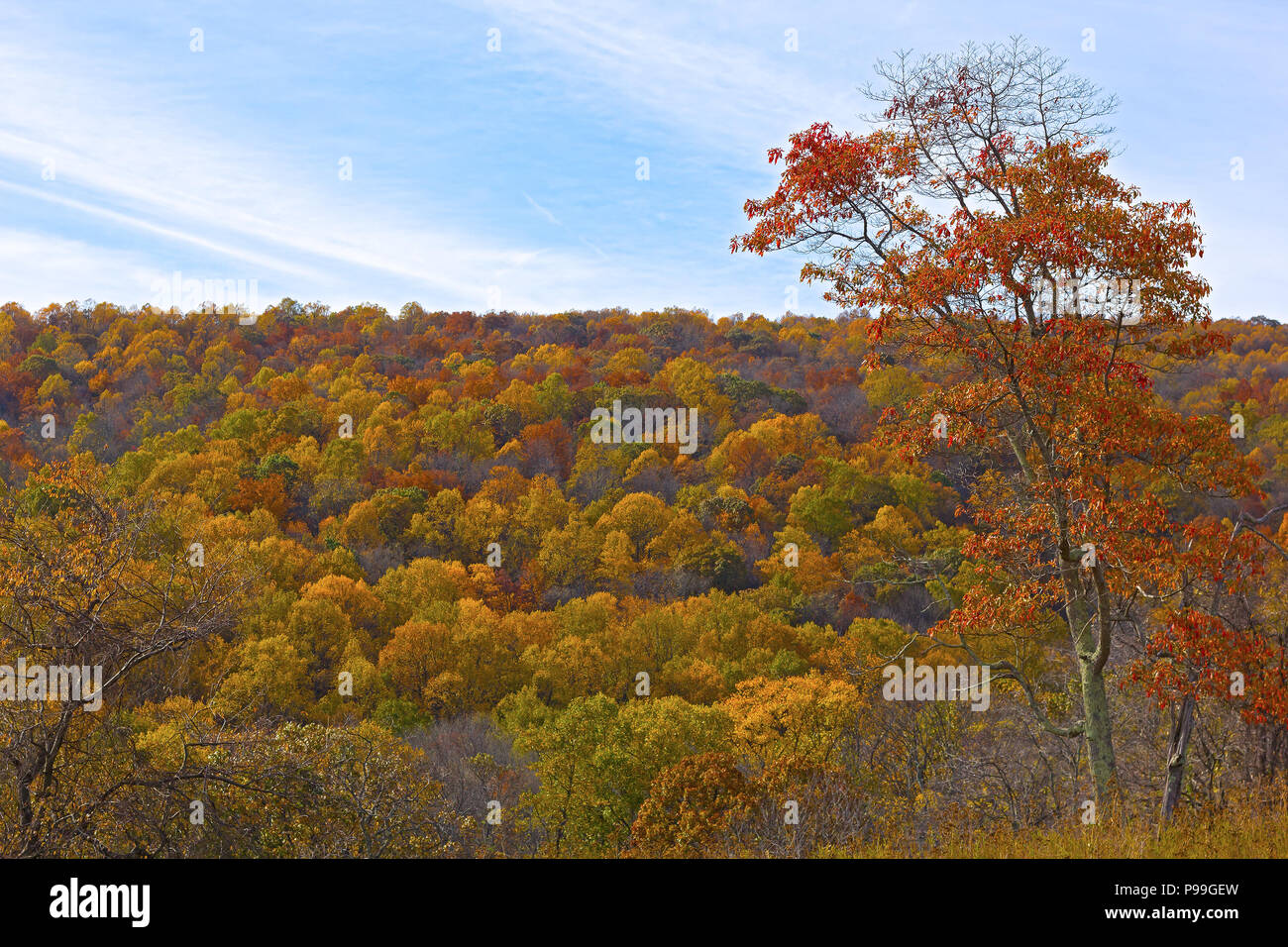 Einen dichten Laubwald im Spätherbst. Vorgebirge mit Wald im Herbst Farben. Stockfoto