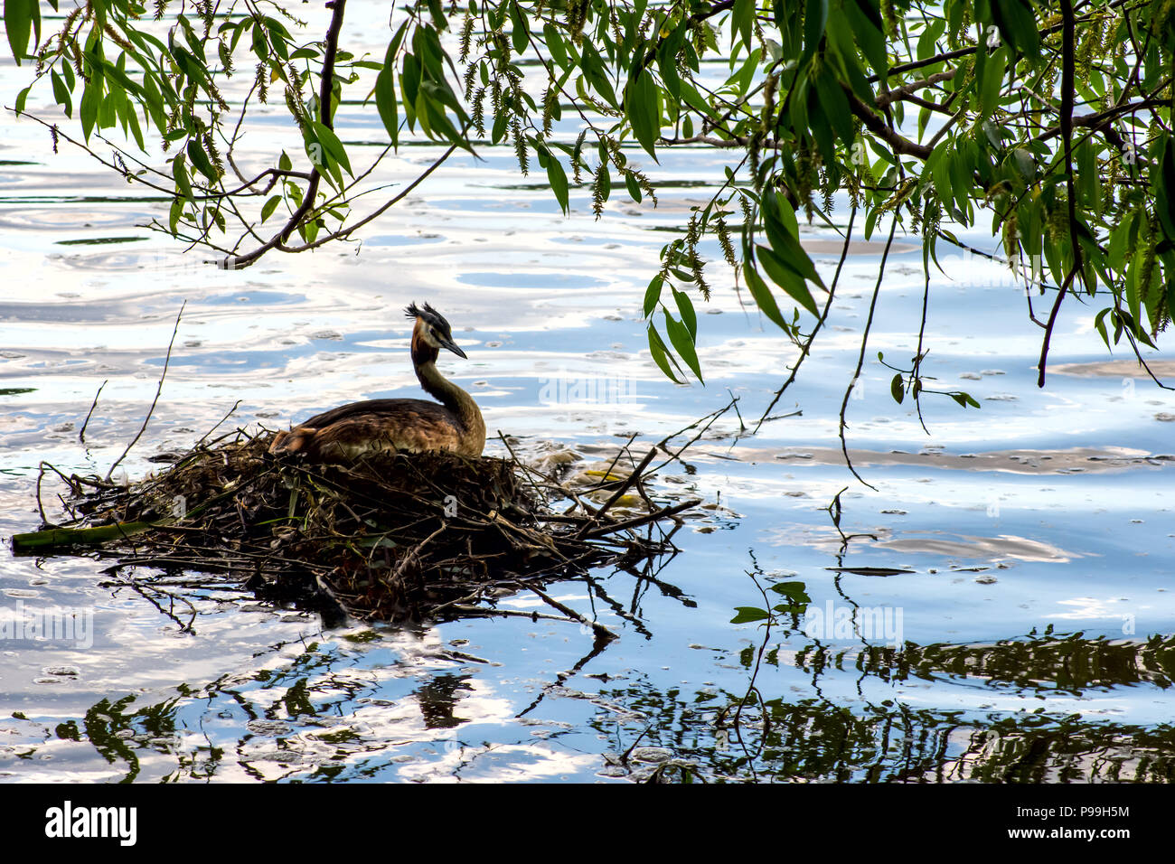 Podicipedidae grossen Ente sitzt auf einem Stein, einer Stadt Teich im Park, wilde Tierwelt, Stockfoto