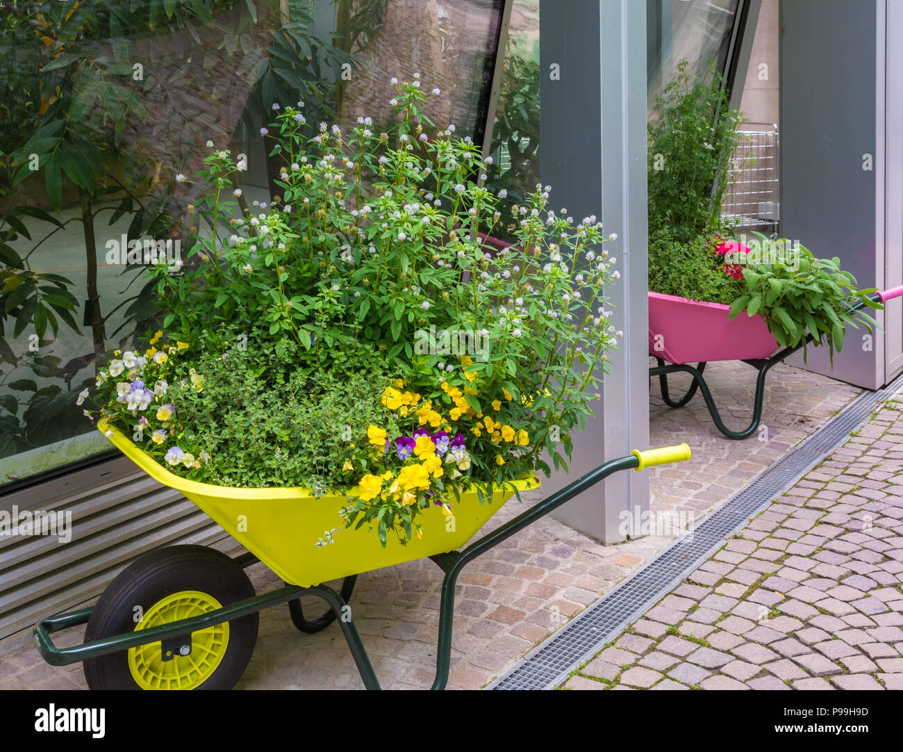 Garten Schloss Trauttmansdorff in Meran (Merano), Italien - 27. Juni 2018: Zugang Avenue mit Heilpflanzen in den berühmten Botanischen Garten in Mera Stockfoto