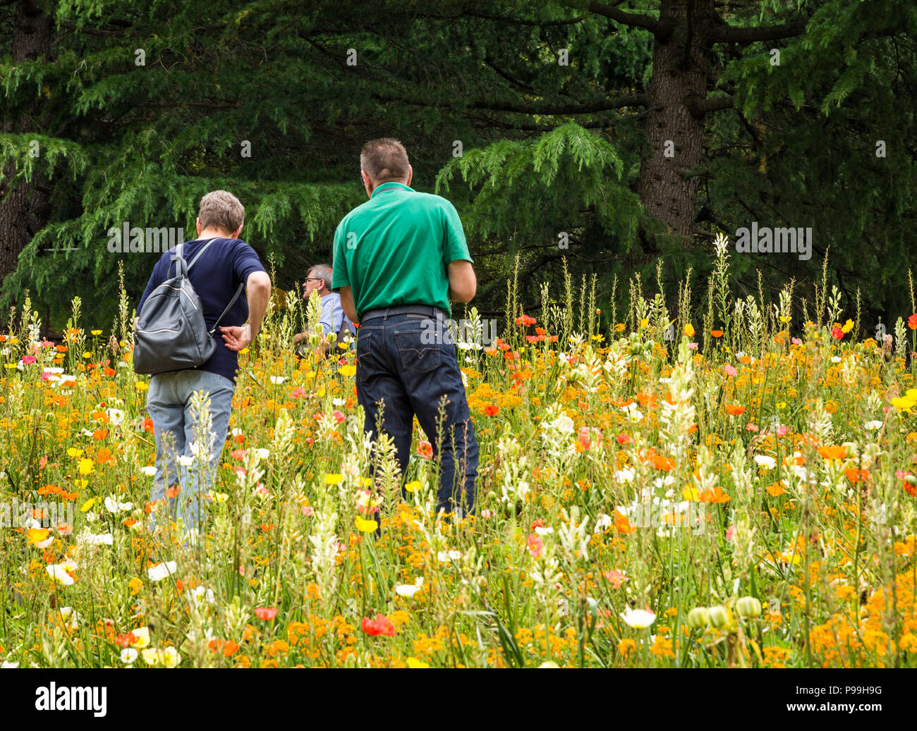Garten Schloss Trauttmansdorff in Meran (Merano), Italien - 27. Juni 2018: Besucher gehen in die blühende Wiese des berühmten Meran Gärten in Trentino Alto Stockfoto