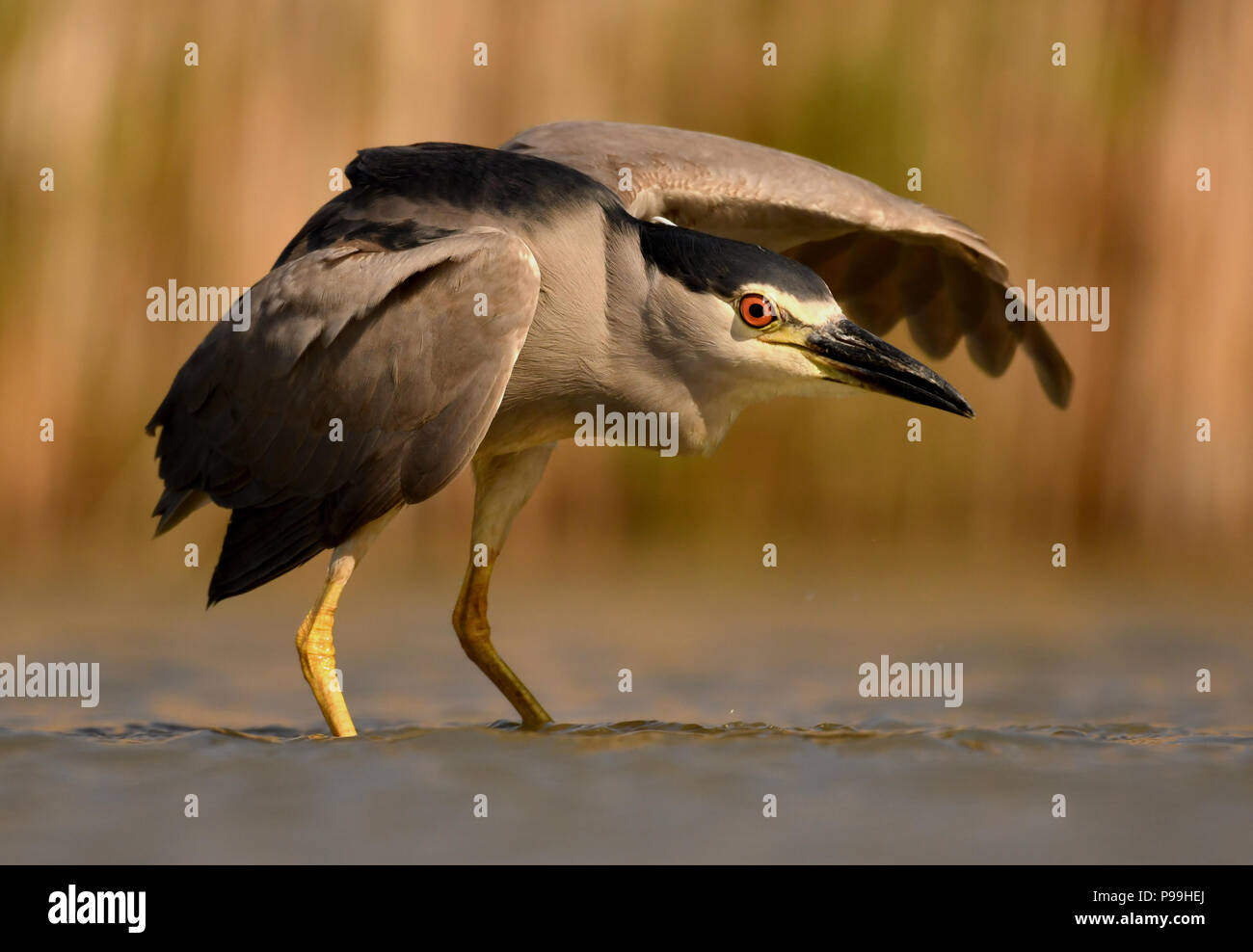 Schwarz gekrönt Night Heron in Kiskunsagi Nationalparks, Ungarn Stockfoto