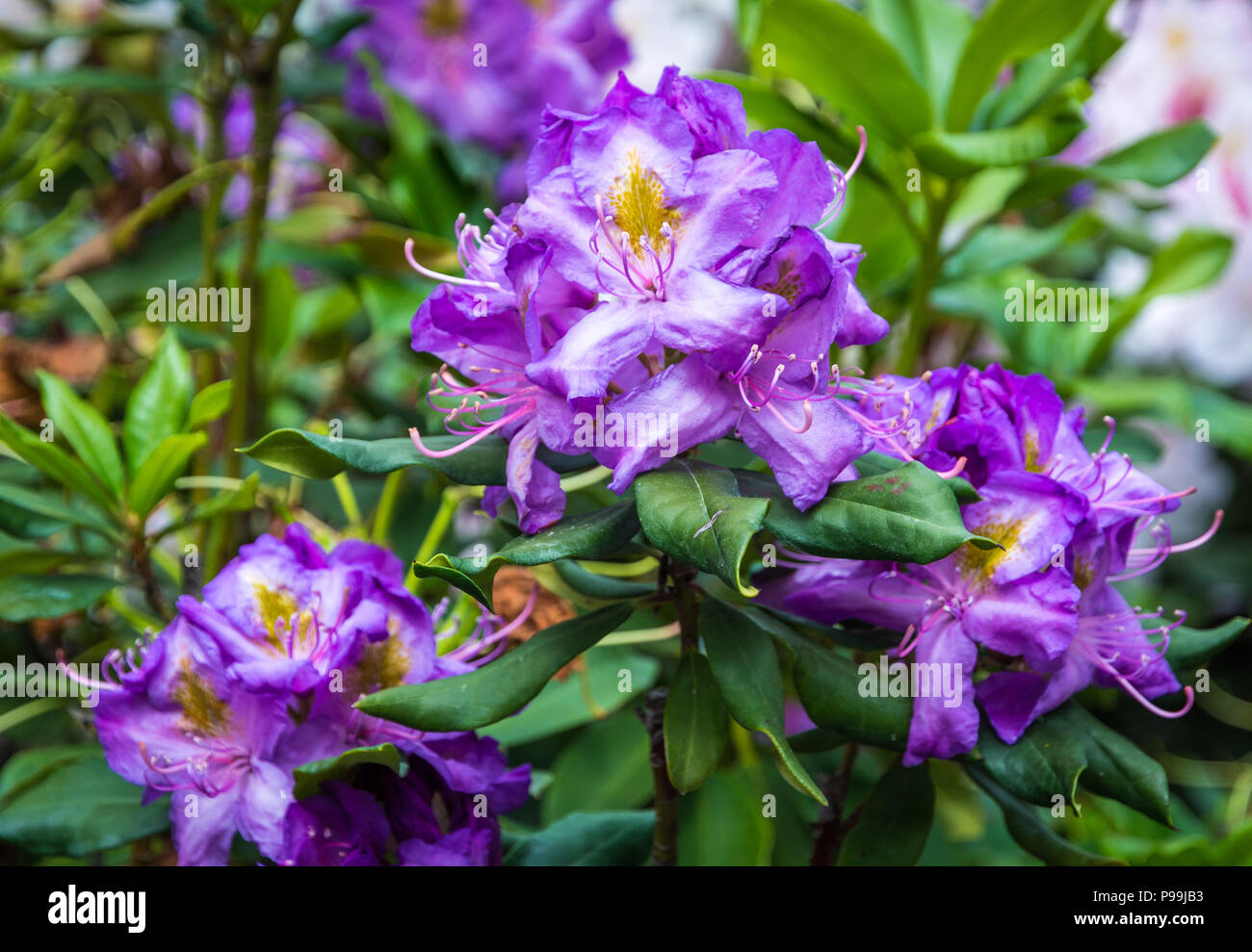 Rhododendron Baum Blumen. (Rhododendron arboreum). Blue Baron Blumen der Rhododendrum Baum. Lila Blüten fo Rhododendron Baum. Stockfoto