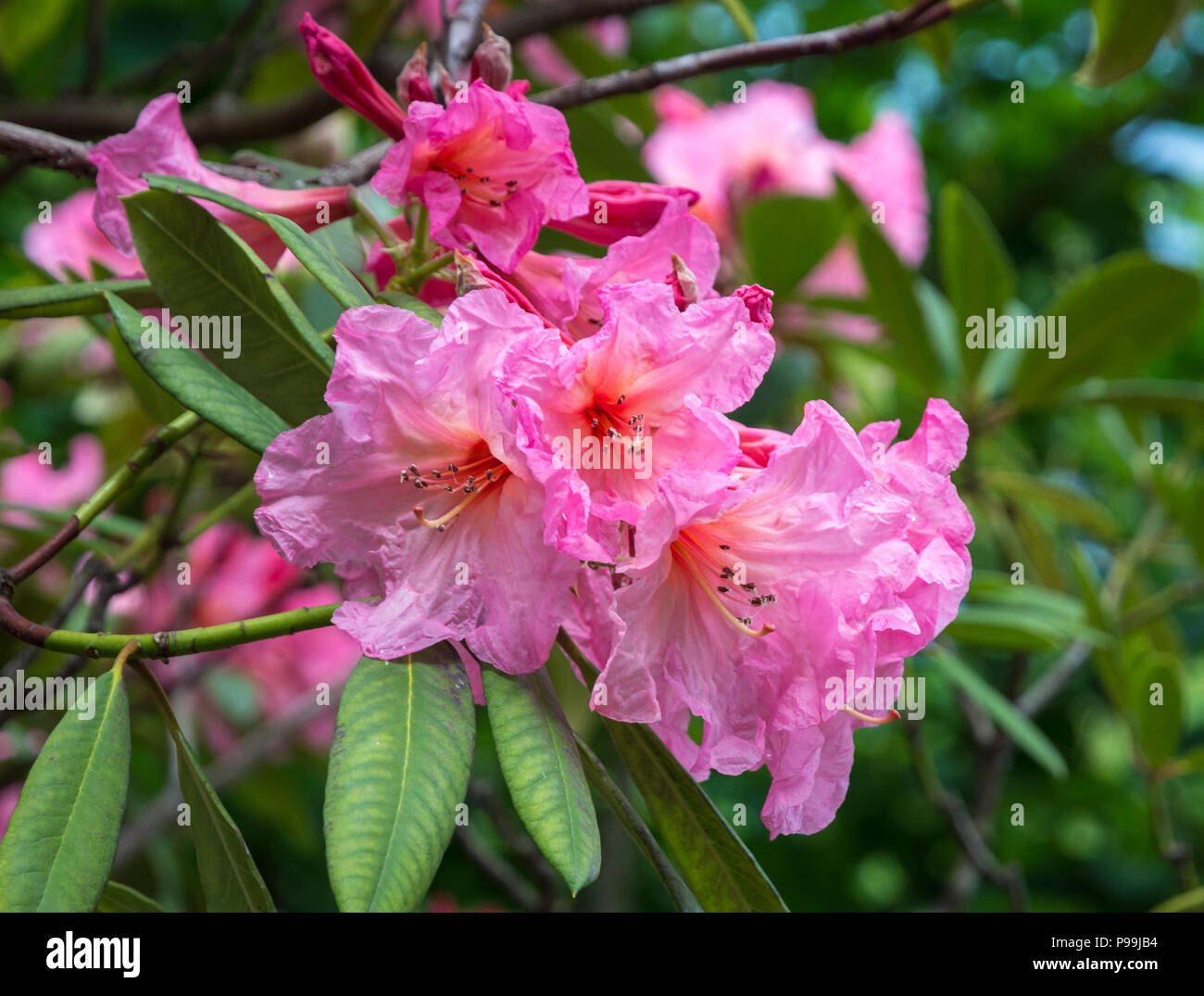 Rhododendron Baum Blumen. (Rhododendron arboreum). Ebenholz Pearl blüten Rhododendron Baum. Stockfoto