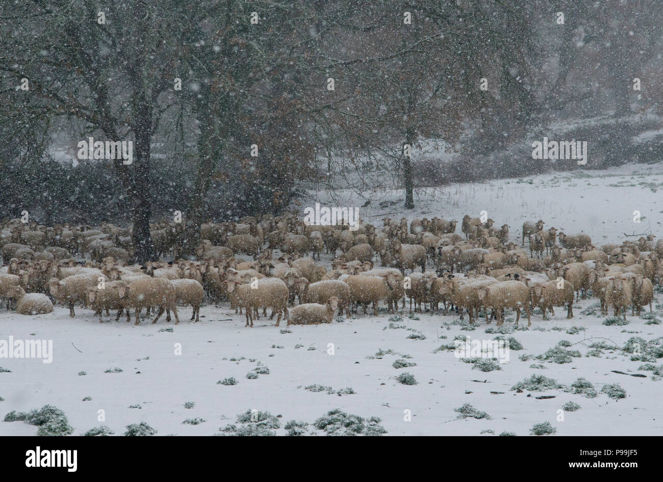 Schafe (Ovis orientalis), Herde von Schafen im Schnee mit Bäumen im Hintergrund, Mammoiada Sardinien, Italien Stockfoto
