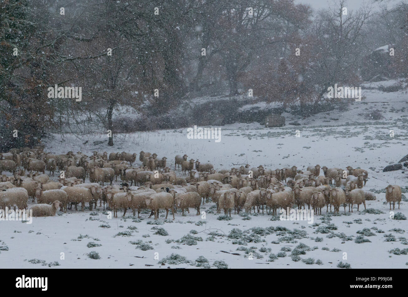 Schafe (Ovis orientalis), Herde von Schafen im Schnee mit Bäumen im Hintergrund, Mammoiada Sardinien, Italien Stockfoto