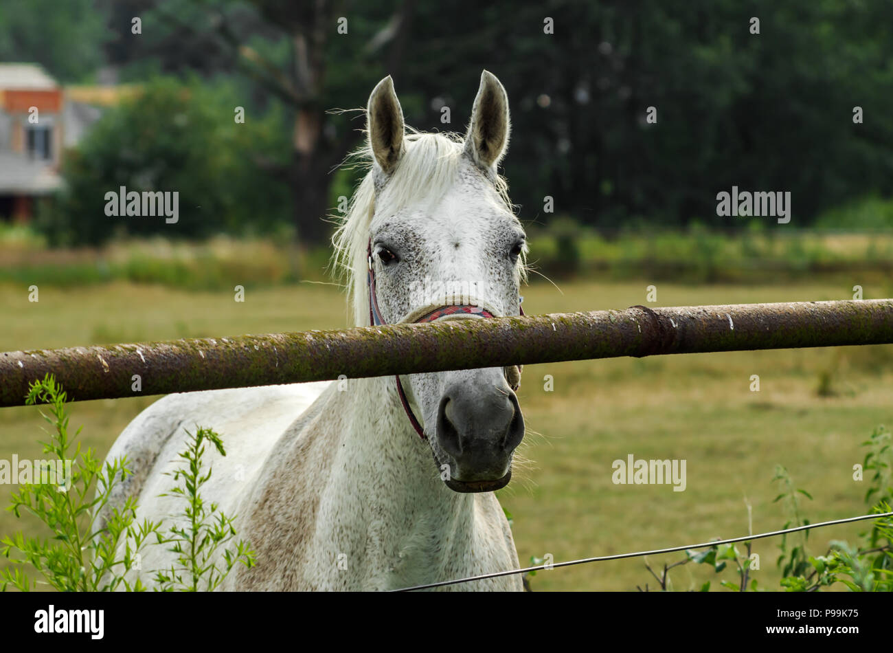 Grau skinny Pferd Stute in die Kamera im Sommer Tag in Szalsza, Schlesischen Hochland, Polen suchen. Stockfoto