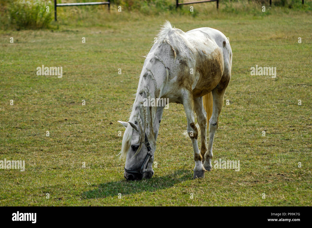 Grau skinny Pferd Stute auf der Weide grasen im Sommer Tag in Szalsza, Schlesischen Hochland, Polen. Stockfoto