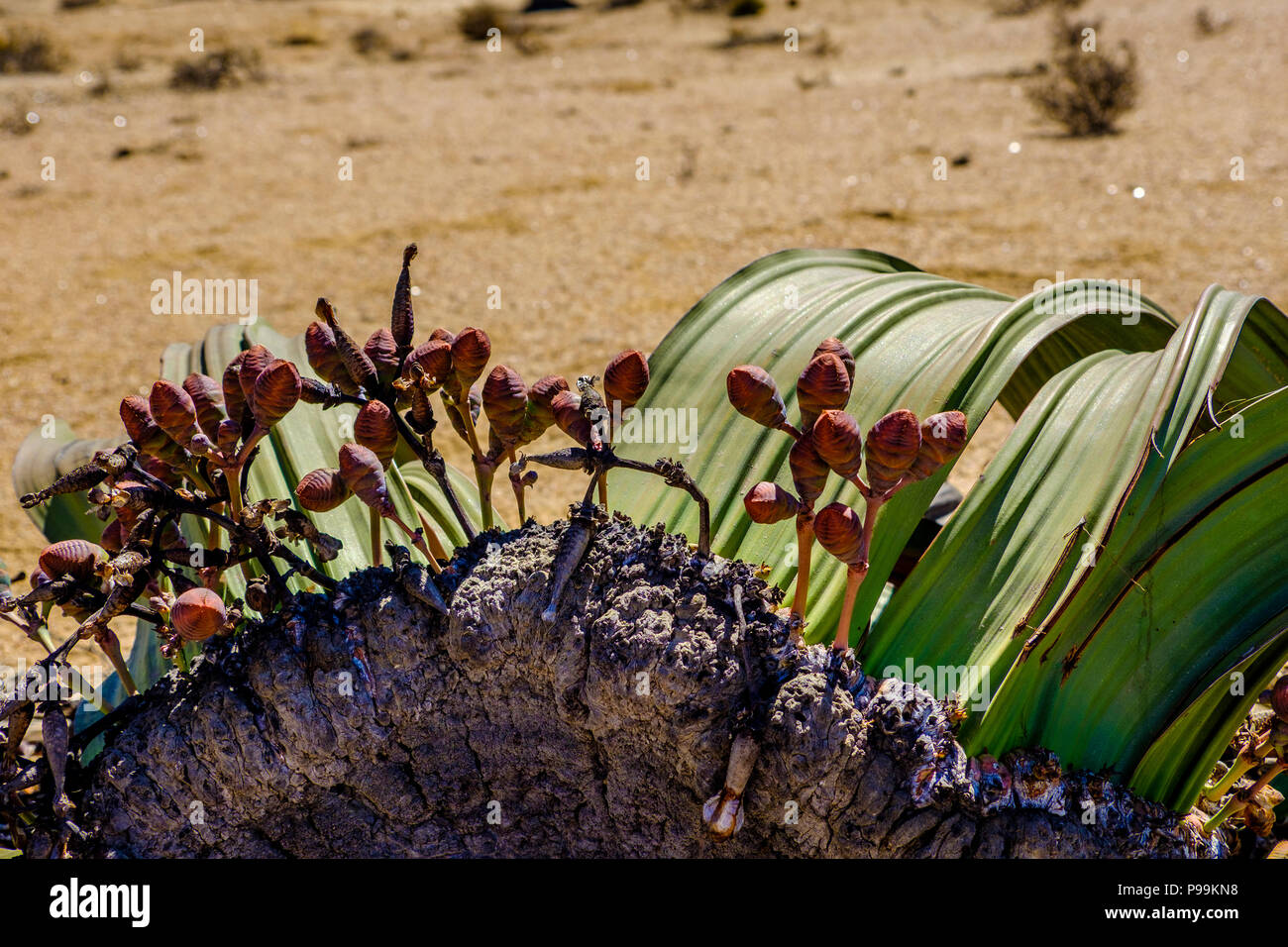 In der Nähe der weiblichen Zapfen und große Blätter der einzigartigen Welwitschia Mirabilis Pflanzen, beheimatet in Namibia gegen trockenen Hintergrund der Namib Wüste Stockfoto