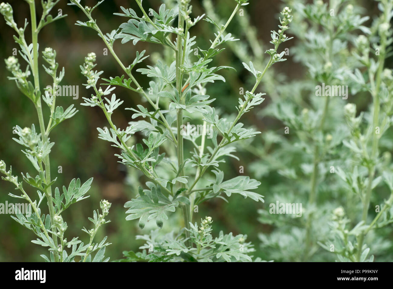 Artemisia Absinthium Wermut Unkraut closeup Stockfotografie   Alamy