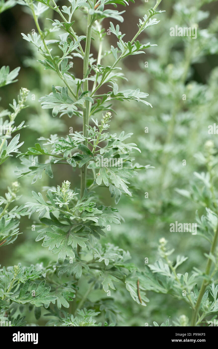 Artemisia Absinthium Wermut Unkraut closeup Stockfoto