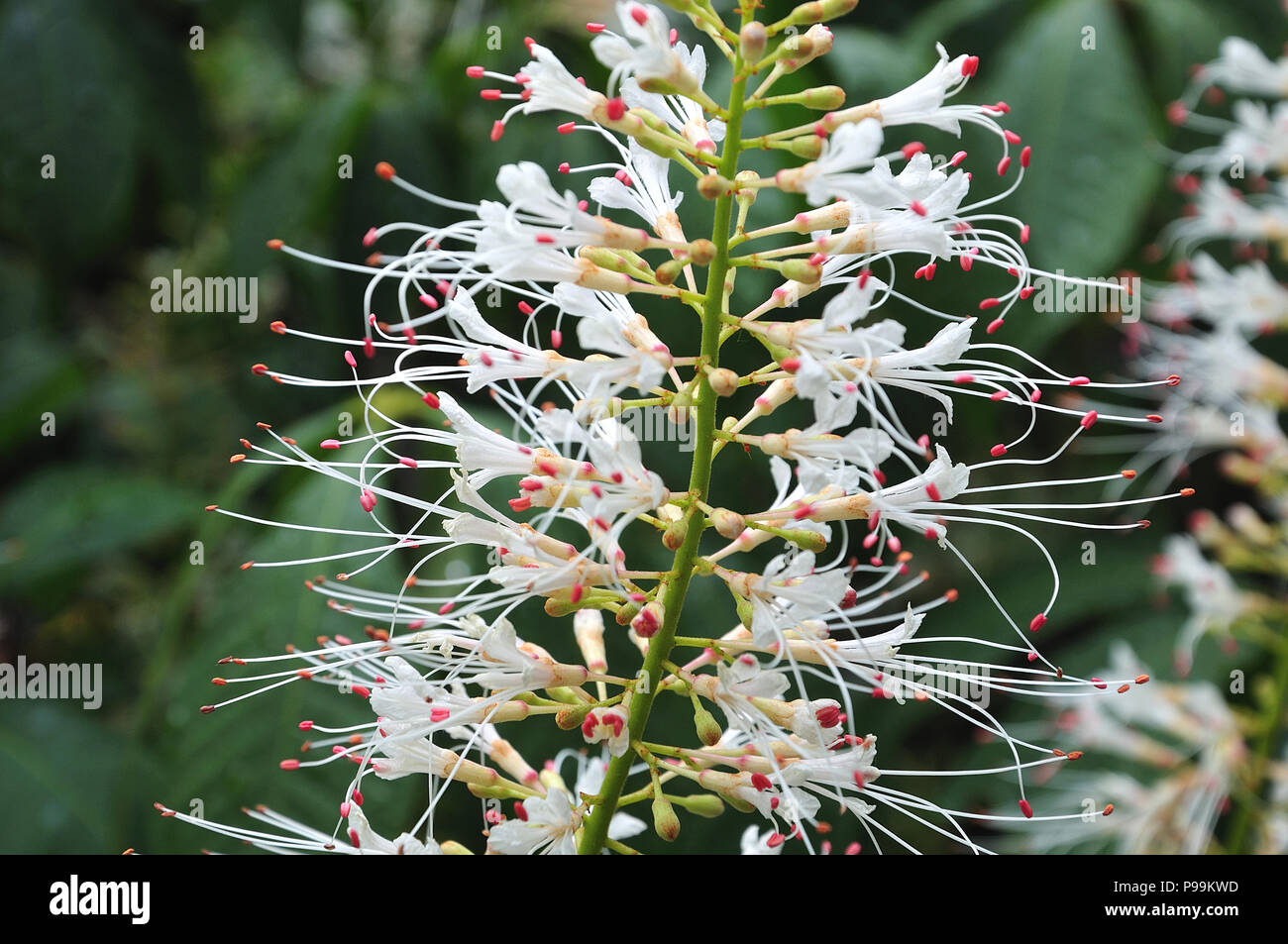 Makrofotografie von weißen Blüten mit langen staubgefäßen von aesculus Parviflora, die Bottlebrush buckeye Stockfoto