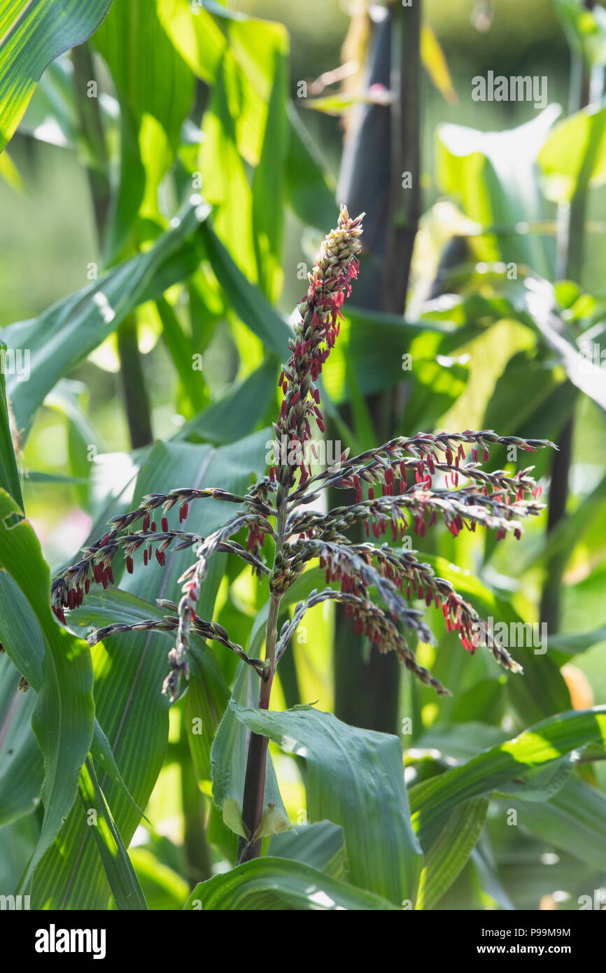 Zea mays. Zuckermais fiesta Blume in einem englischen Garten. UK. Zierpflanzen Zuckermais 'Fiesta' Stockfoto