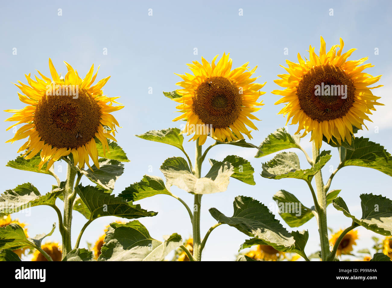 Sonnenblumen wachsen im Feld mit blauem Himmel und Sonne Stockfoto