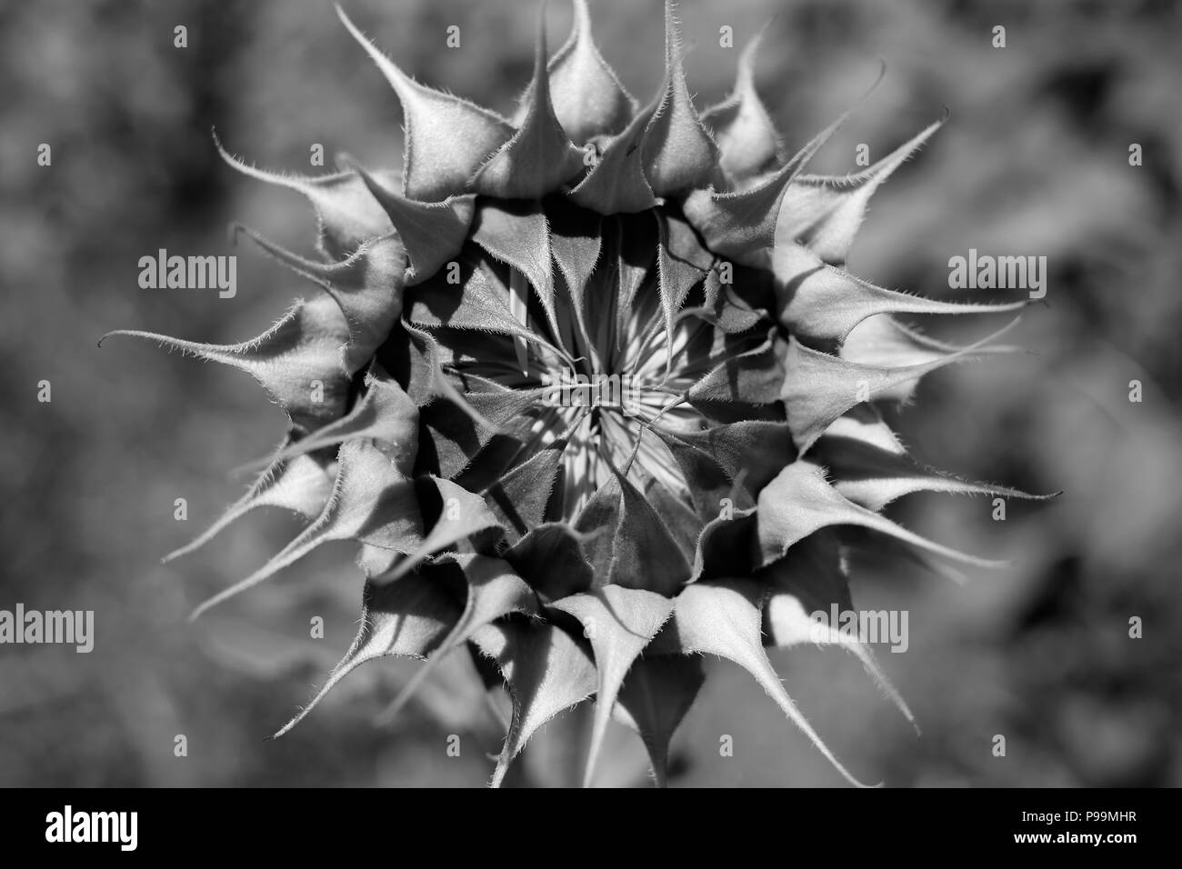 Sonnenblume Bud Nahaufnahme stehend auf einem Schwarz-Weiß, selektiven Fokus eingereicht Stockfoto